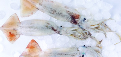 魷魚(yú)等各種海產(chǎn)品