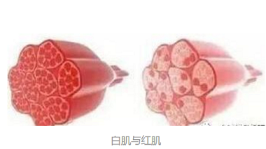 青島特斯特—食品加工配料解決方案提供者，不一樣的體驗
